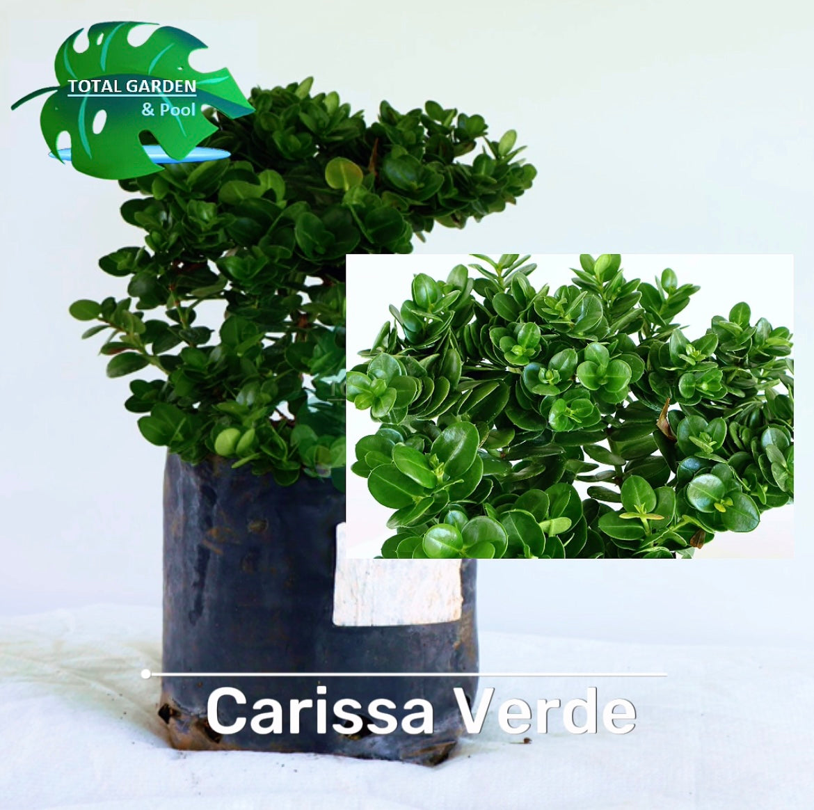 Carissa Verde