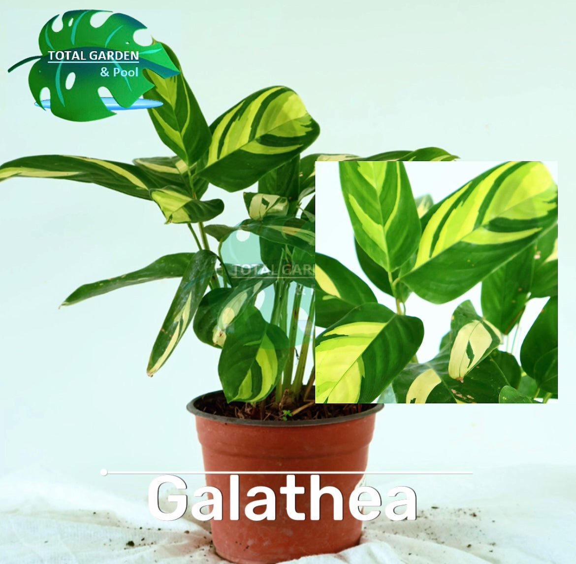 Calathea