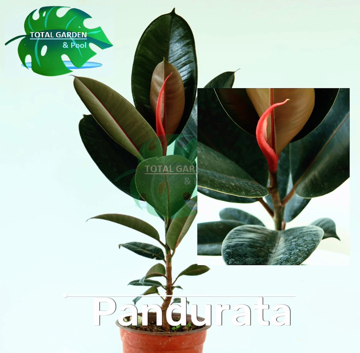 Pandurata