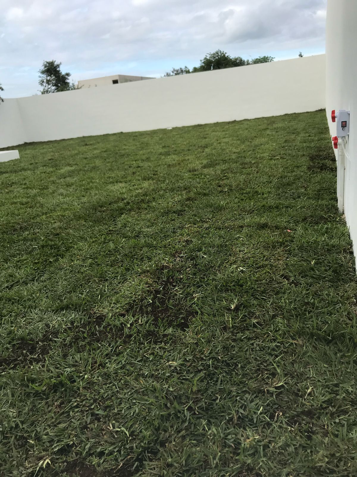 Pasto americano