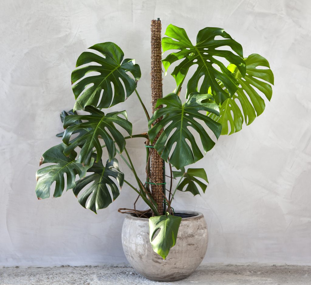 Monstera