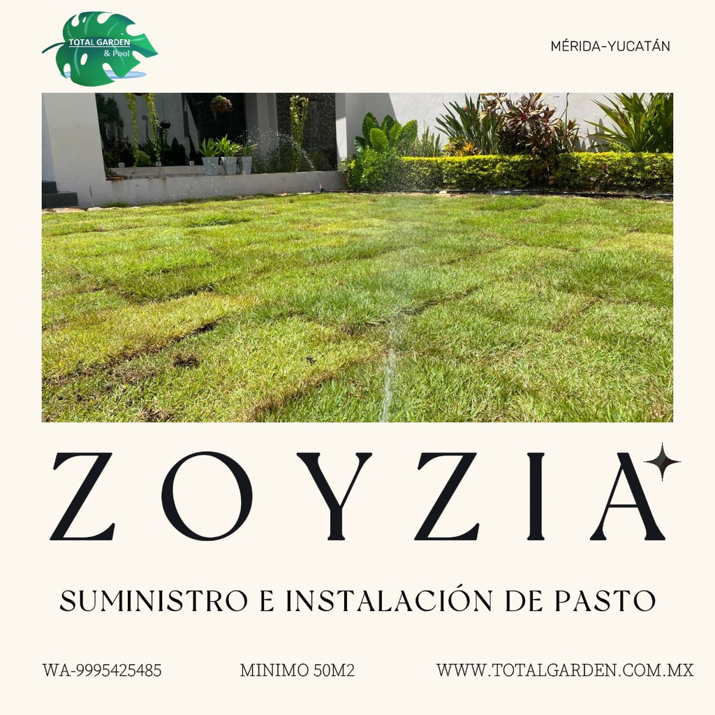 Pasto Zoyzia2 con instalación