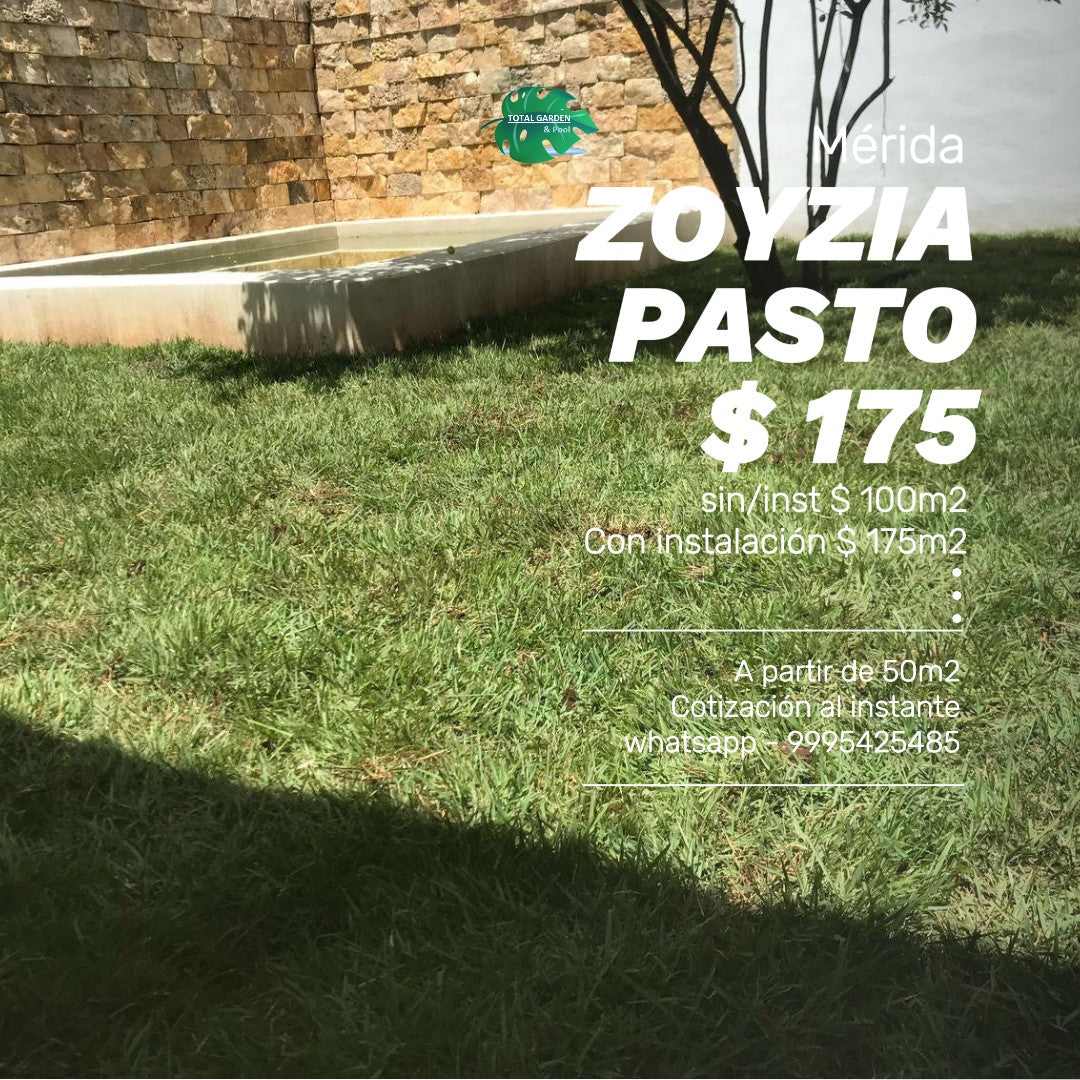 Pasto Zoyzia con instalación