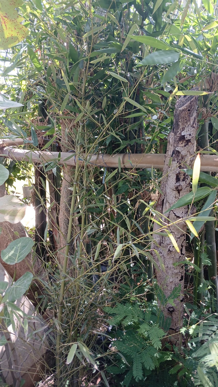 Bambu plumoso