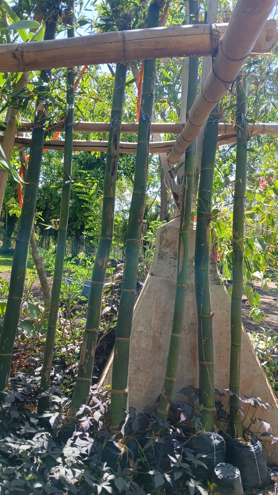 Bambu solo 3 mts