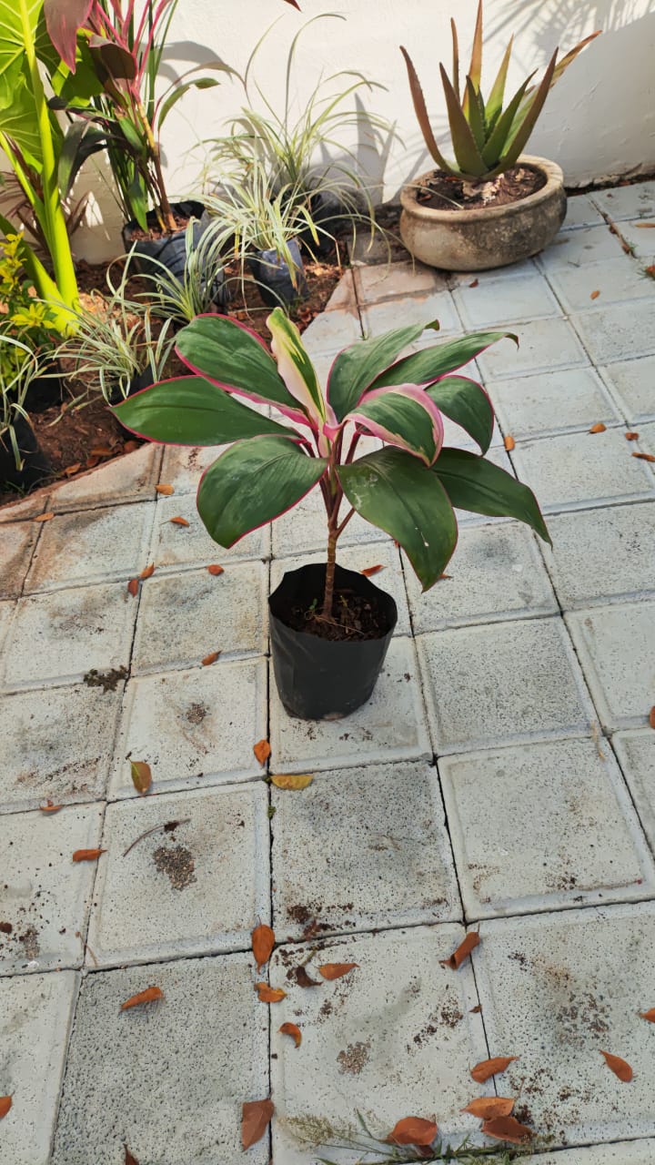 Cordyline manzana