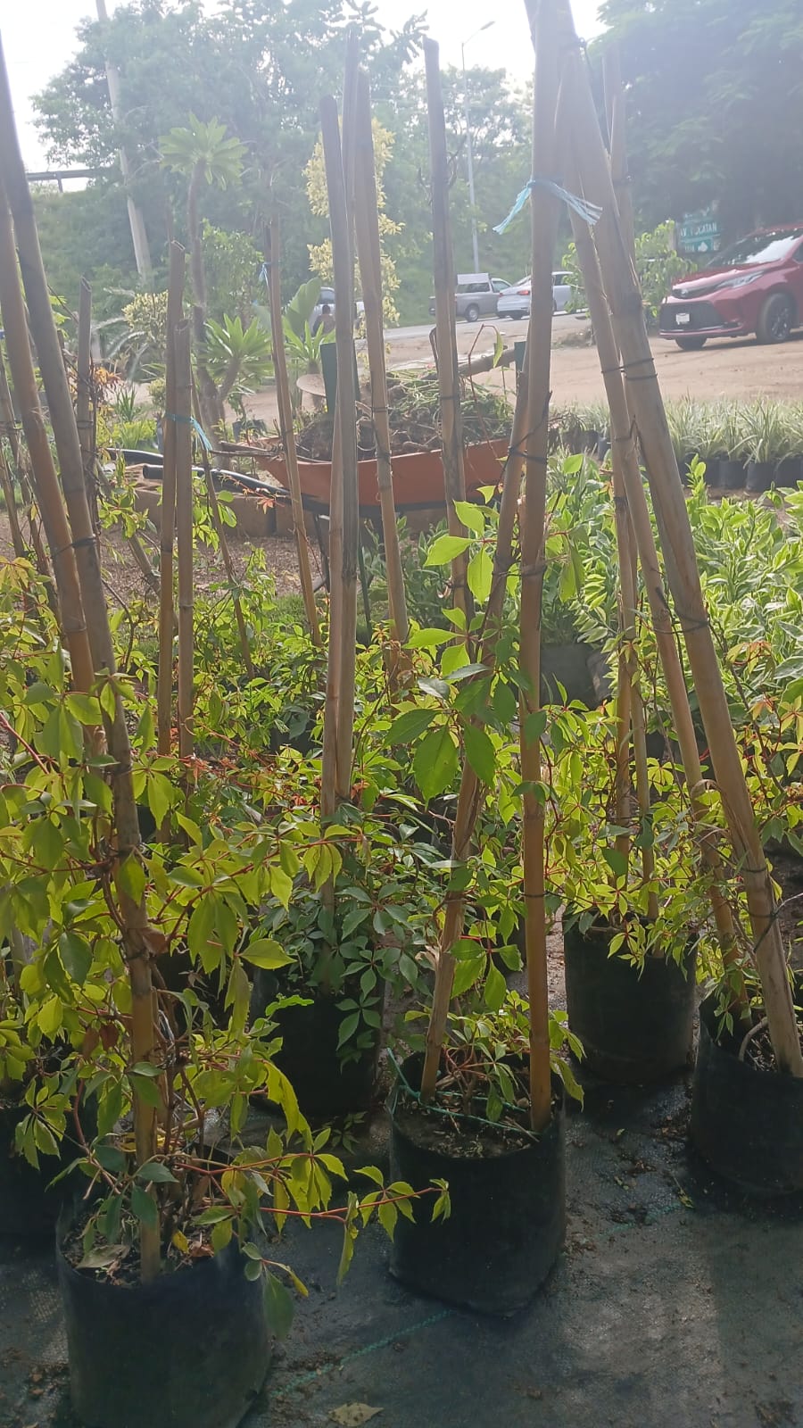 enredadera cissus