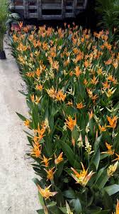 Heliconia enana (Avesilla)