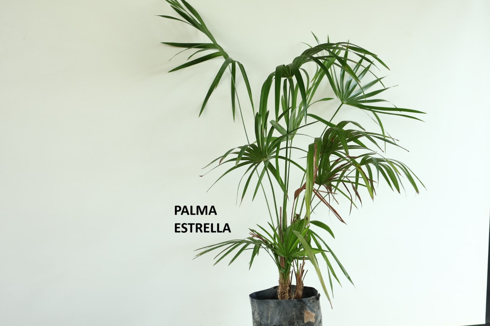 Palma Estrella (chit)