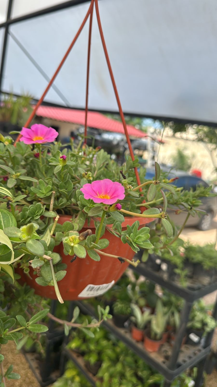 petunia