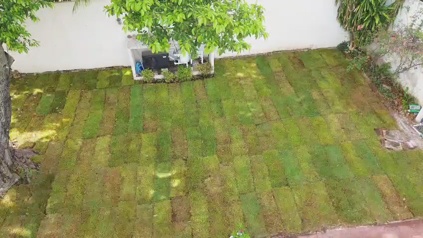 Pasto zoyzia 3 con instalación